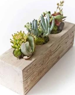 KUZELA  Ahşap Kütük Sukulentlik ve Mumluk - 1